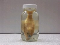 斐氏金線魚藏品圖，第2張